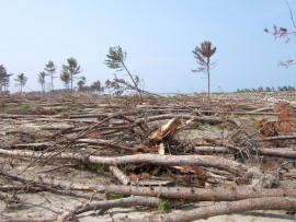 海岸防災林の津波被害状況1