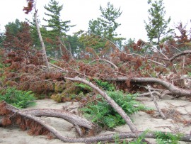 海岸防災林の津波被害状況4